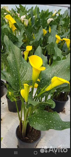 Каллы садовые
