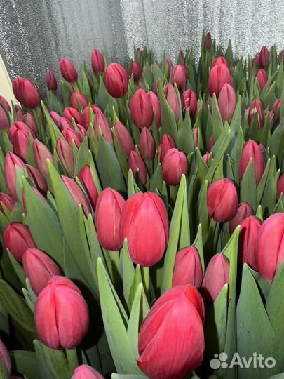 Тюльпаны к 8 марта