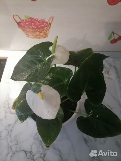 Комнатные цветы антуриум