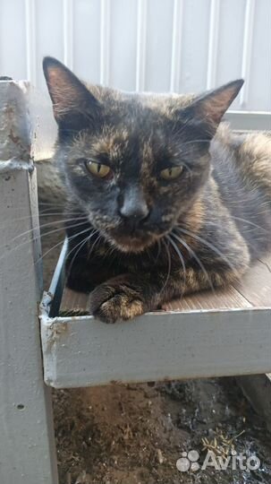 Трехцветное чудо для особенных людей