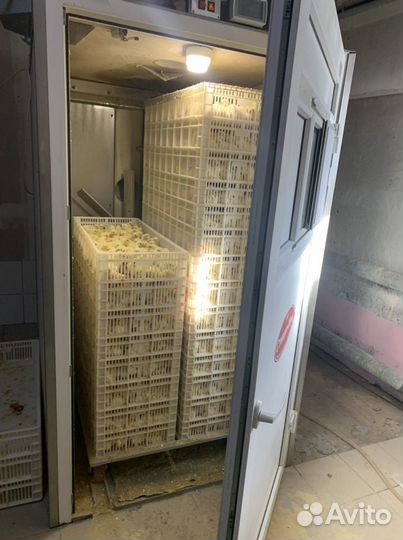 Цыплята. Бройлер Росс 308