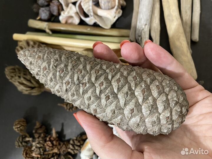 009 - шишки, ракушки, бамбук набор