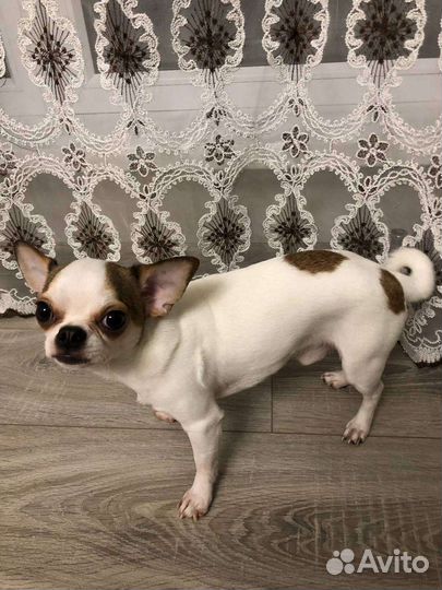Чихуахуа мини