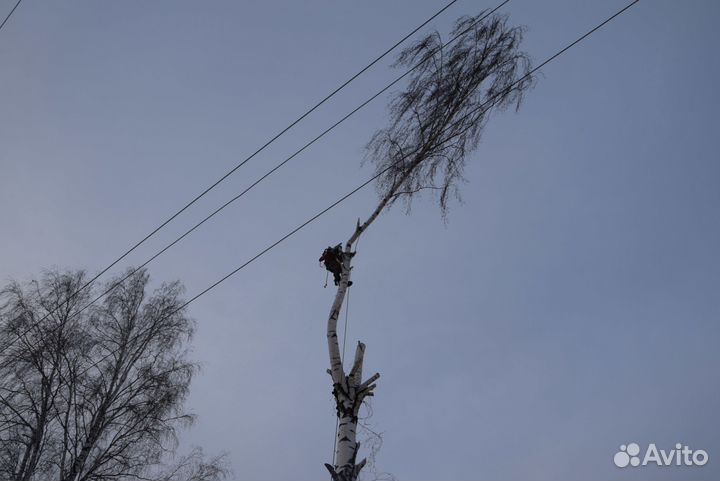 Кронирование и удаление деревьев