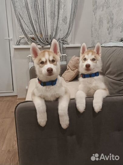 Хаски малыш