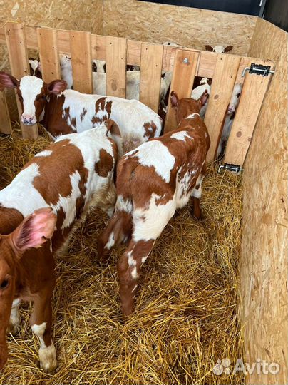 Телята бычки тёлки. Доставка бесплатно