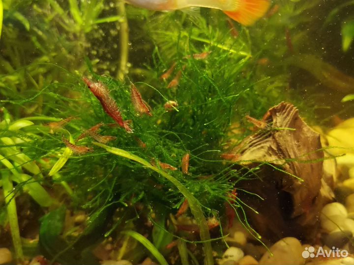 Креветки вишни