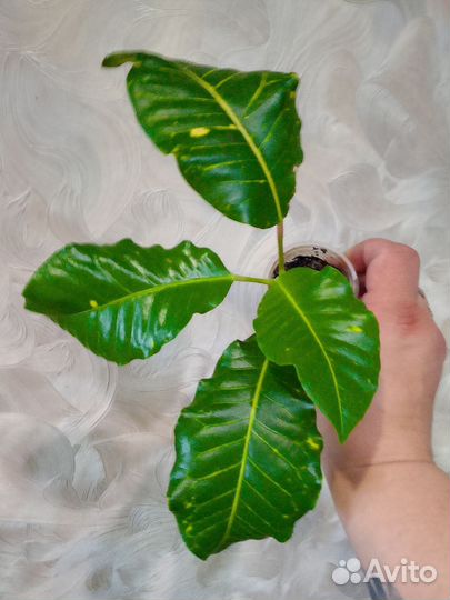 Кротон Генерал Лоуренс