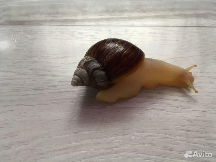 Улитки Ахатина