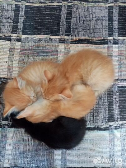 Котята (все зарезервированны)