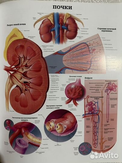 Большой атлас анатомии человека