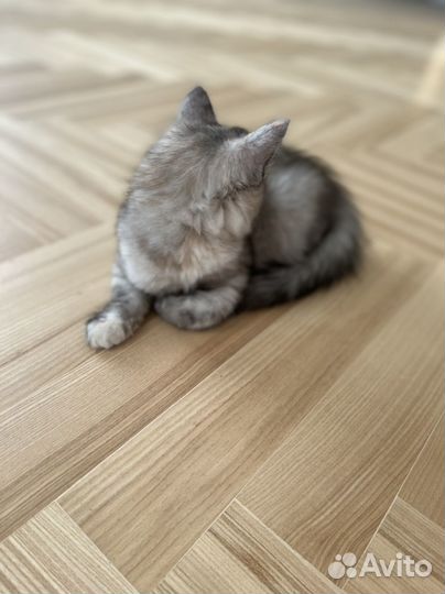 Котенок бесплатно