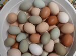 Яйца от молодых кур,куры,петушки,цыплята