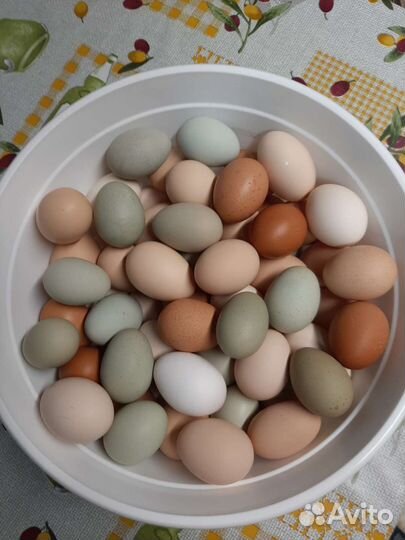 Яйца от молодых кур,куры,петушки,цыплята