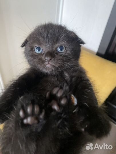 Шотландские вислоухие котята