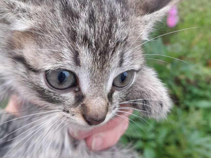 Котята погибнут на даче