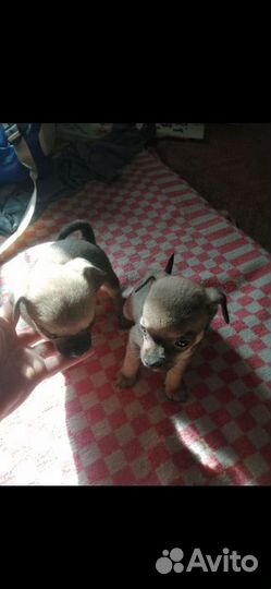 Чихуахуа, тойтерьеры, карликовые пинчеры