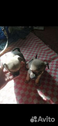 Чихуахуа, тойтерьеры, карликовые пинчеры