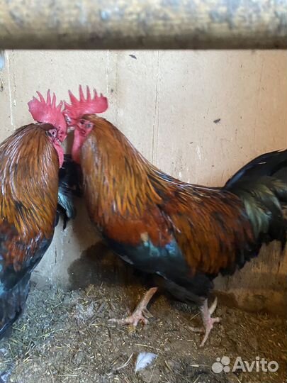 Петух породы маран