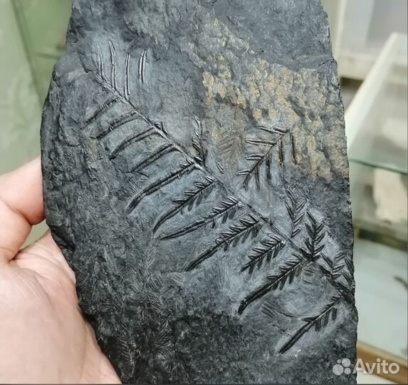 Палеонтология окаменелость Семенные папоротники