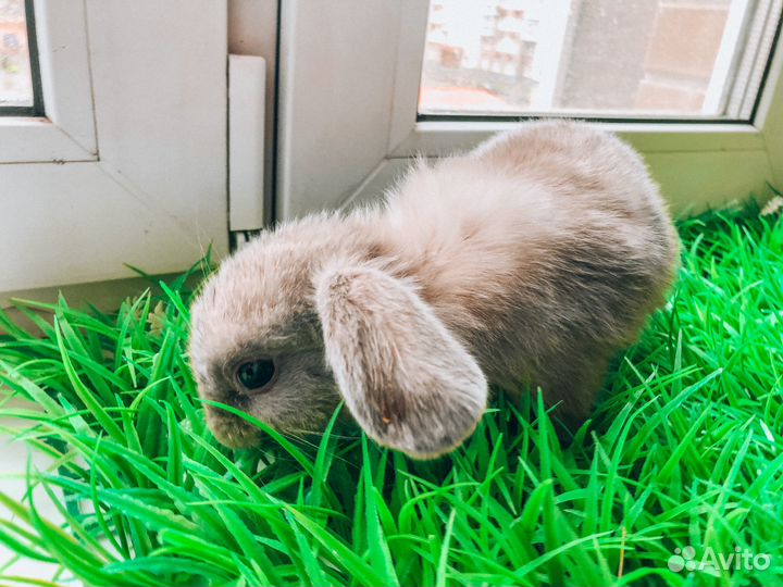 Карликовый кролик - Мега мини
