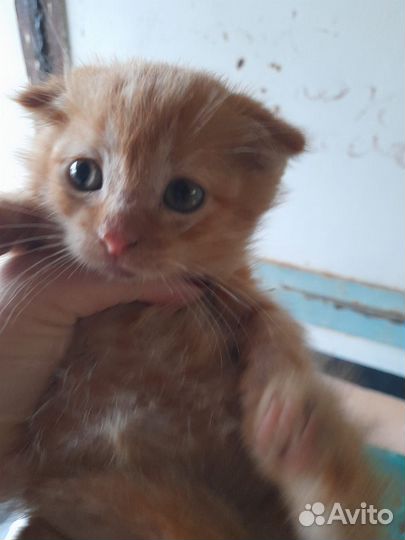 Котёнок мальчик