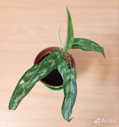 Комнатные растения цветы - аглаонема