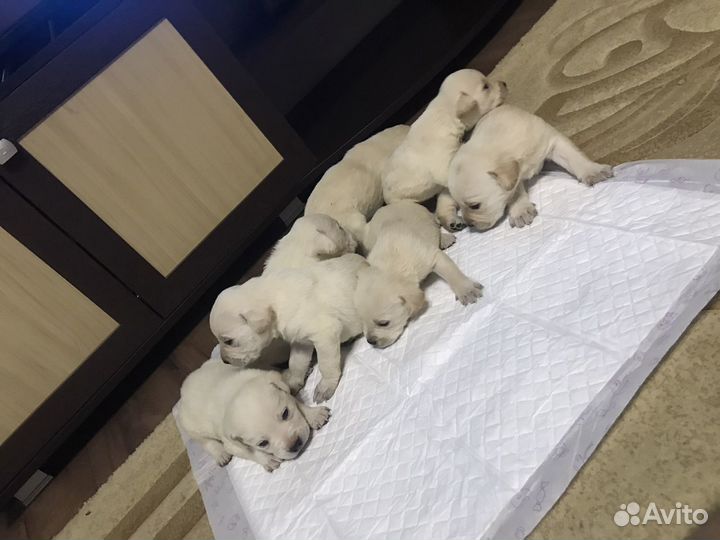 Собака лабрадор