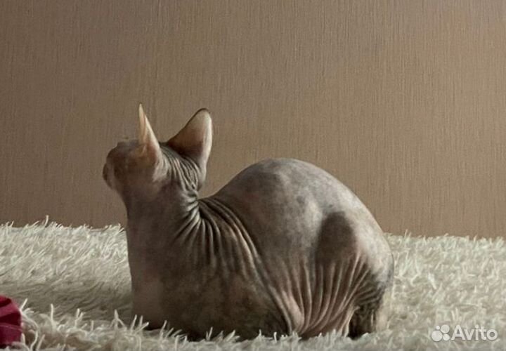 Сфинкс микровелюр