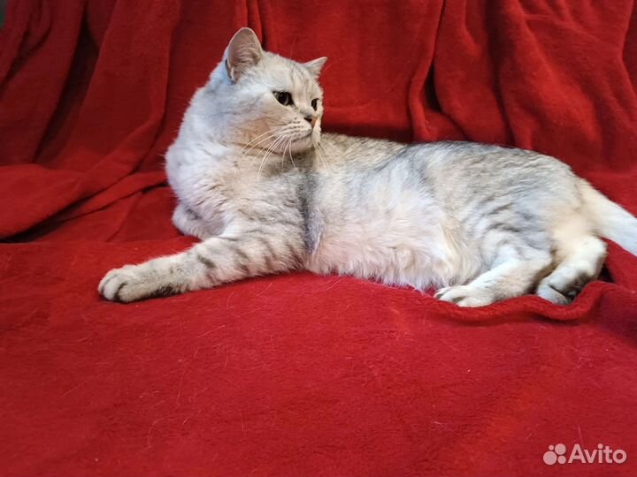Кот