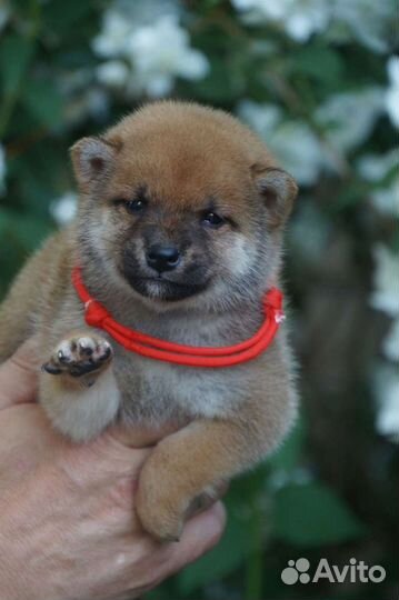 Сиба ину чудесные малышки