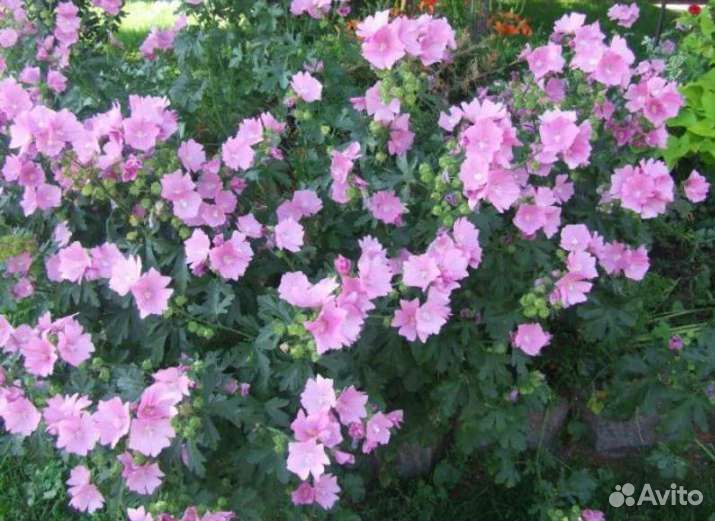 Семена цветов