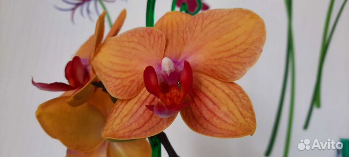 Орхидея Дубровник