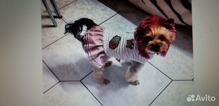 Одежда для собак