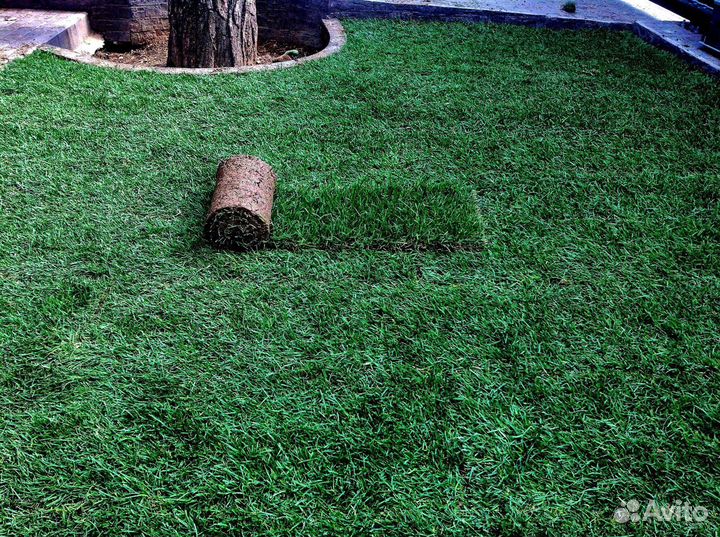 Теневыносливый рулонный газон. Укладка с гарантией