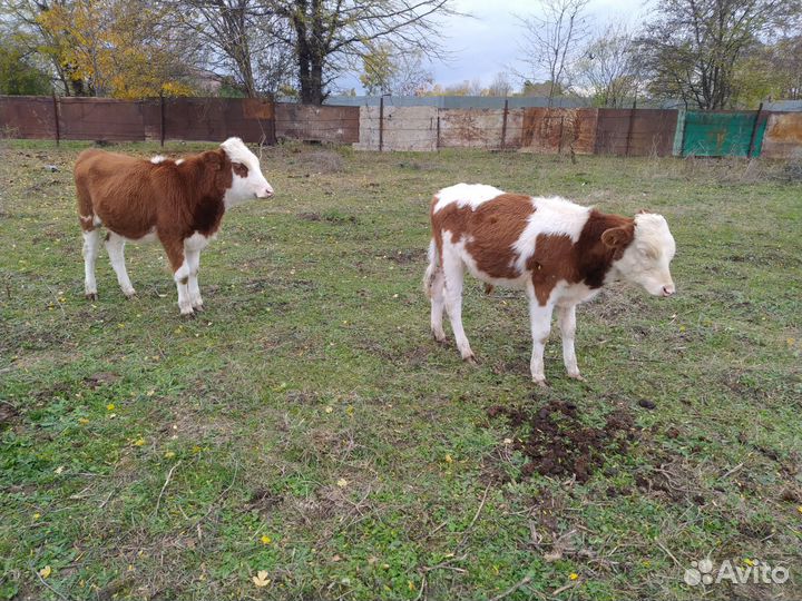 Бычок и Телёнок