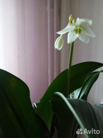 Комнатная Амазонская лилия