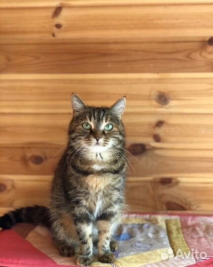 Кошка