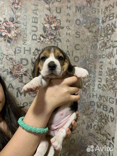 Щенки бигль