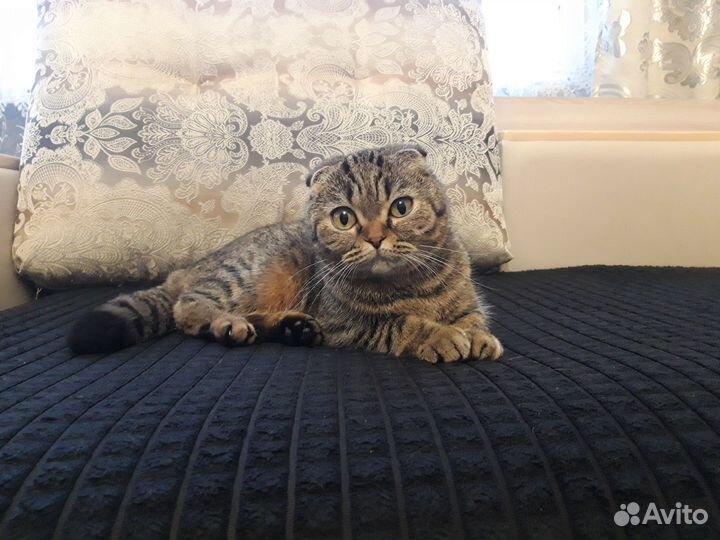 Британская кошка вязка
