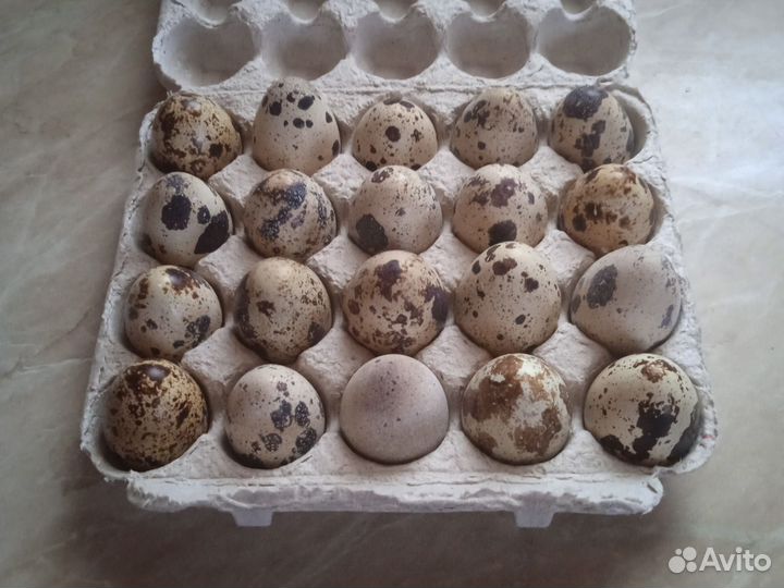 Яйца перепелиные домашние