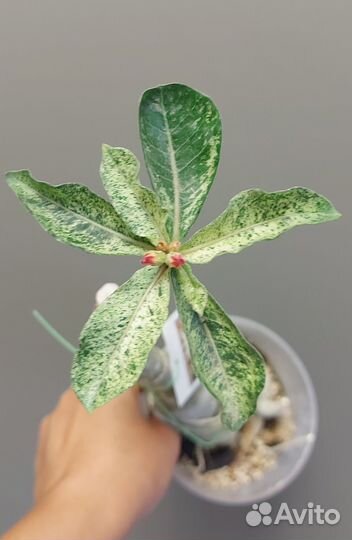 Адениум вариегатный