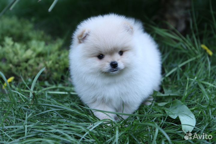 Шпиц мальчик