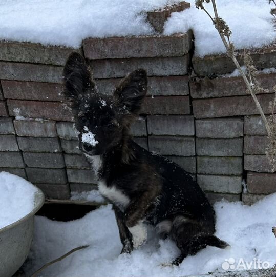 Тушканчик ищет дом