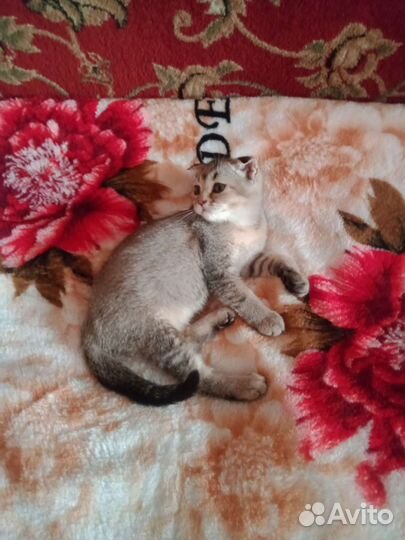 Маркиза шикарная девочка