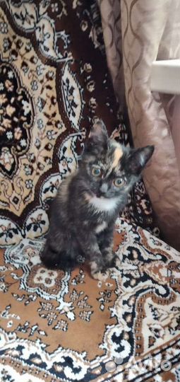Котенок