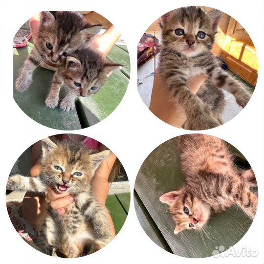 Отдам котят