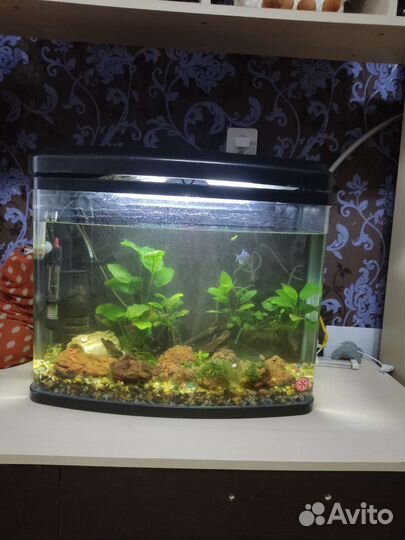 Аквариум
