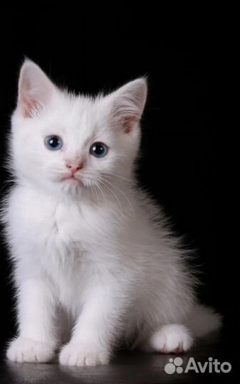 Белоснежные котята в добрые руки