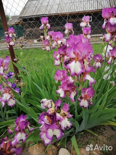 Многолетние цветы